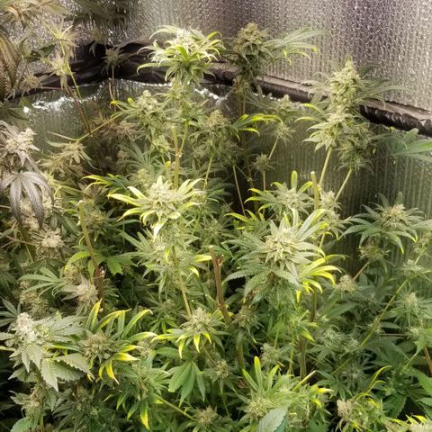 Sour Diesel growlog timeline photo