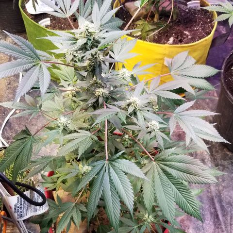 GMO x Purple Sweets growlog timeline photo