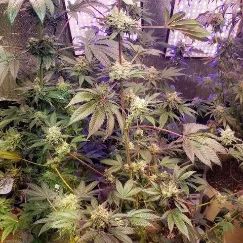 GMO x Purple Sweets growlog photo: VF on left.  Pnb on right 