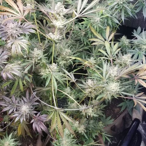 BBC x MAC1 growlog photo: Jr Mint BBC 