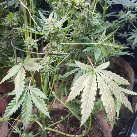 BBC x MAC1 growlog photo: Jr Mint BBC 