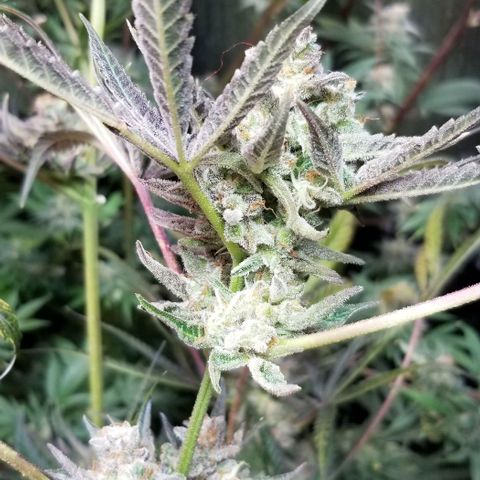 BBC x MAC1 growlog photo: Jr Mint BBC 