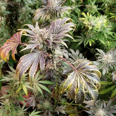 Apex growlog timeline photo