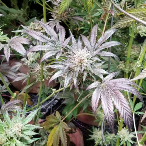 Apex growlog timeline photo
