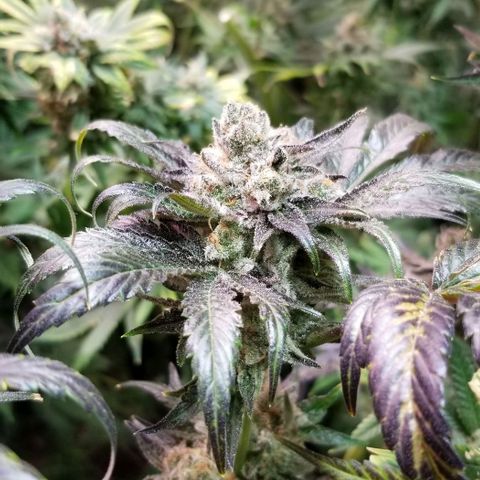 Apex growlog timeline photo