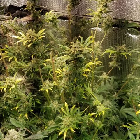Sour Diesel growlog timeline photo