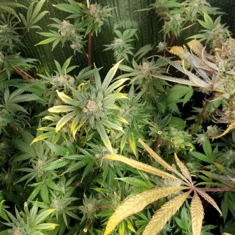 Sour Diesel growlog timeline photo