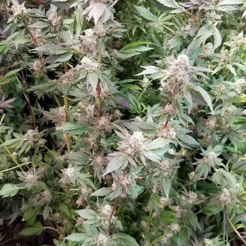 Dosidos Fortune Cookies growlog timeline photo