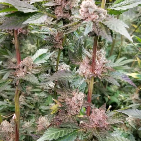 Dosidos Fortune Cookies growlog timeline photo