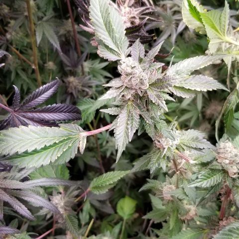 Dosidos Fortune Cookies growlog timeline photo