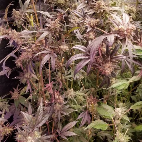 BBC x MAC1 growlog timeline photo