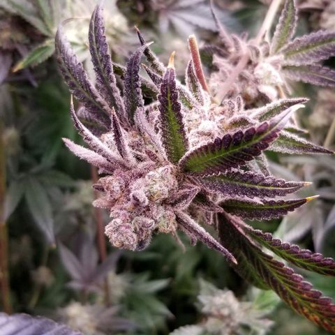BBC x MAC1 growlog timeline photo