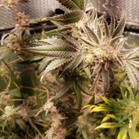 BBC x MAC1 growlog timeline photo