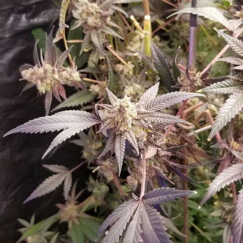 BBC x MAC1 growlog timeline photo