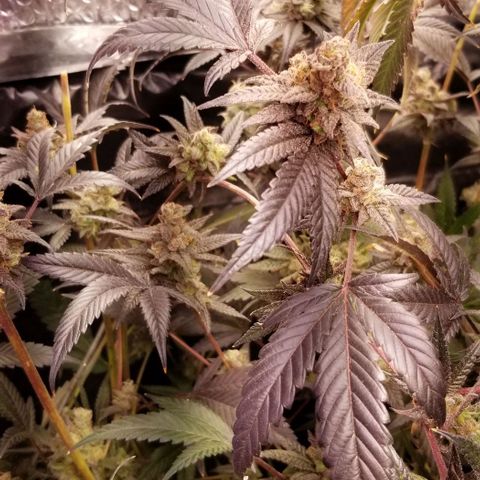BBC x MAC1 growlog timeline photo
