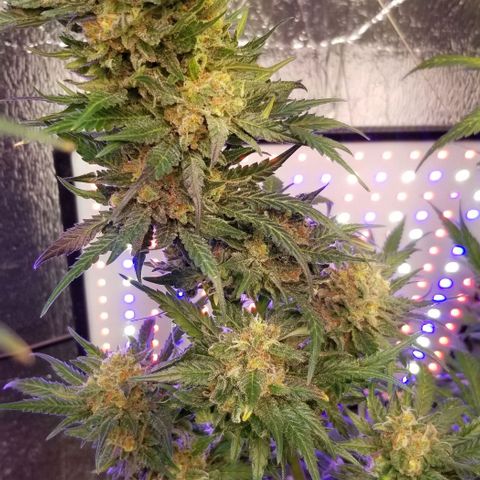 Pineapple Express  growlog timeline photo