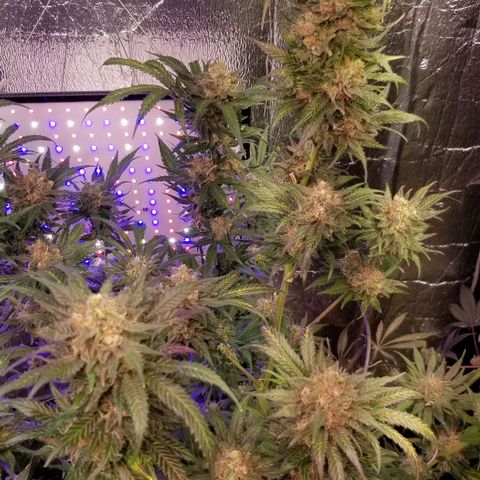 Pineapple Express  growlog timeline photo