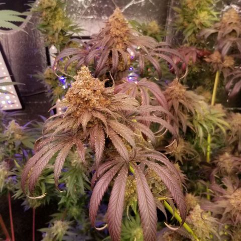 Pineapple Express  growlog timeline photo