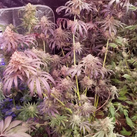 Pineapple Express  growlog timeline photo