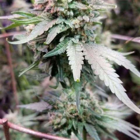 Pineapple Express  growlog photo: Pineapple Chunk 