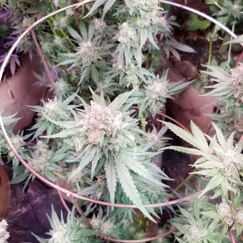 Pineapple Express  growlog photo: Pineapple Chunk 