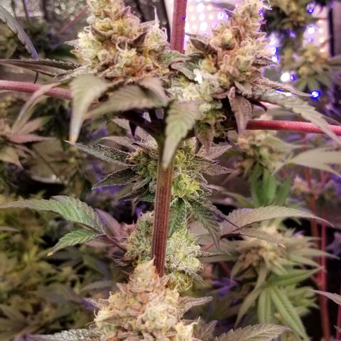 GMO x Purple Sweets growlog photo: Pistachio x Nutter Budder 