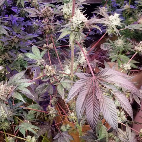 GMO x Purple Sweets growlog photo: Pistachio x Nutter Budder 