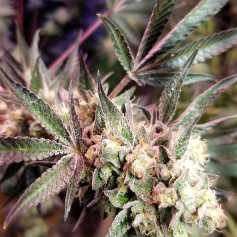 GMO x Purple Sweets growlog photo: Pistachio x Nutter Budder 