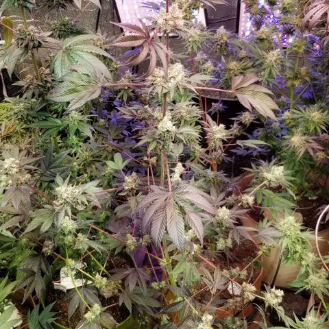 GMO x Purple Sweets growlog photo: Pistachio x Nutter Budder 