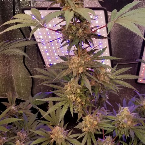 GMO x Purple Sweets growlog timeline photo