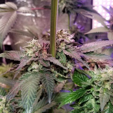 GMO x Purple Sweets growlog timeline photo
