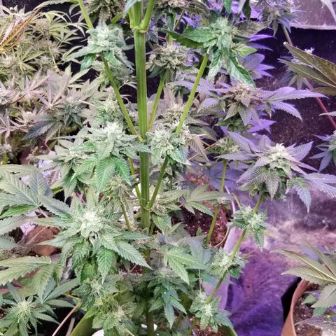 GMO x Purple Sweets growlog photo: OG Kush x Vanilla Frosting 