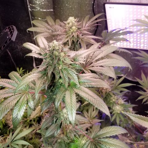 GMO x Purple Sweets growlog photo: OG Kush x Vanilla Frosting 