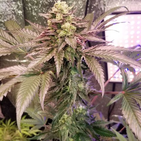 GMO x Purple Sweets growlog timeline photo