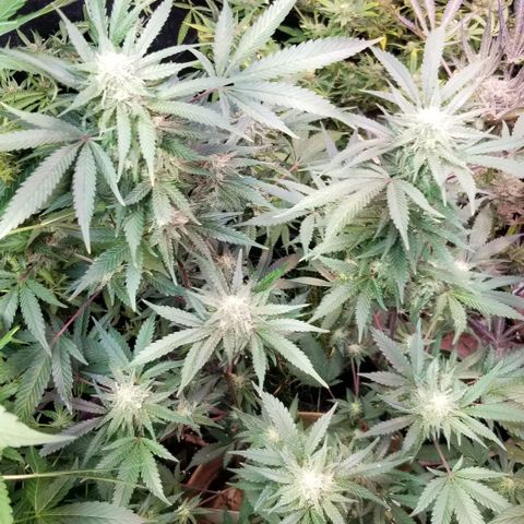 Jr Mints x MAC1 growlog timeline photo