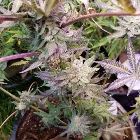 Jr Mints x MAC1 growlog photo: Jr Mint x Lemonchello 