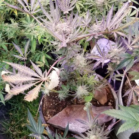 Jr Mints x MAC1 growlog photo: Jr Mint x Lemonchello 