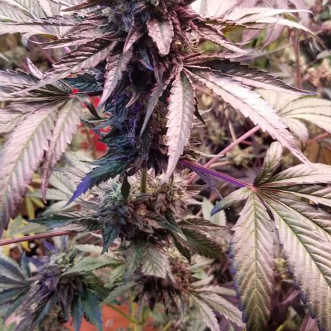 GMO x Purple Sweets growlog photo: VF 