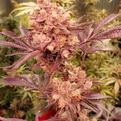 GMO x Purple Sweets growlog photo: Pistachio x Nutter Budder 