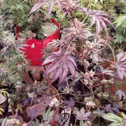 GMO x Purple Sweets growlog photo: Pistachio x Nutter Budder 