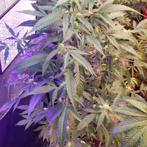 GMO x Purple Sweets growlog photo: Strawberry Haze
