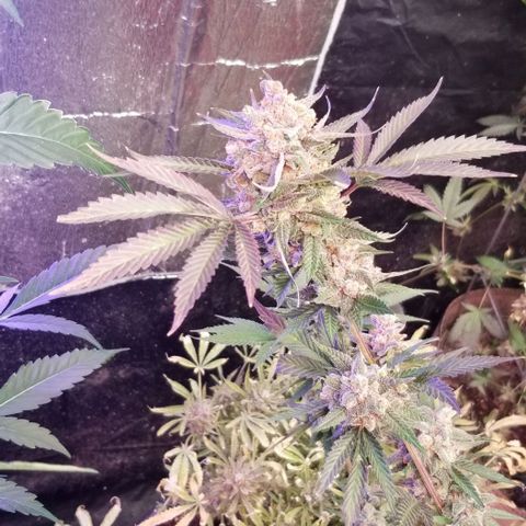 GMO x Purple Sweets growlog timeline photo