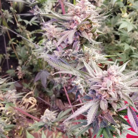 GMO x Purple Sweets growlog timeline photo