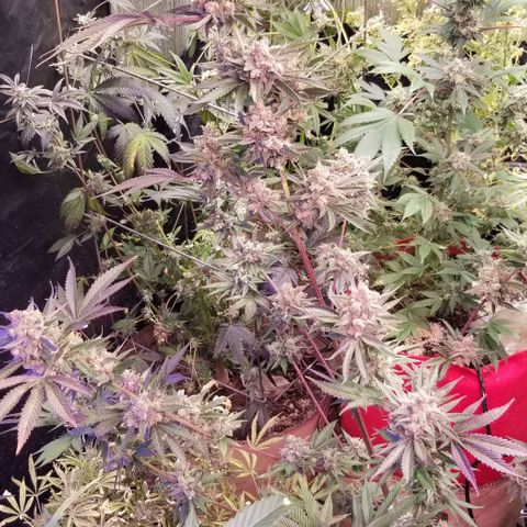 GMO x Purple Sweets growlog timeline photo