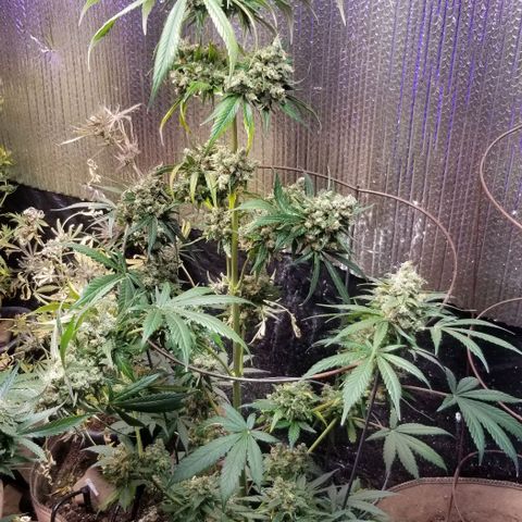 GMO x Purple Sweets growlog photo: Slusherz 