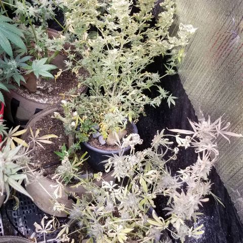 Jr Mints x MAC1 growlog timeline photo