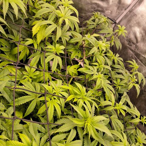 Black phoenix 22A growlog timeline photo