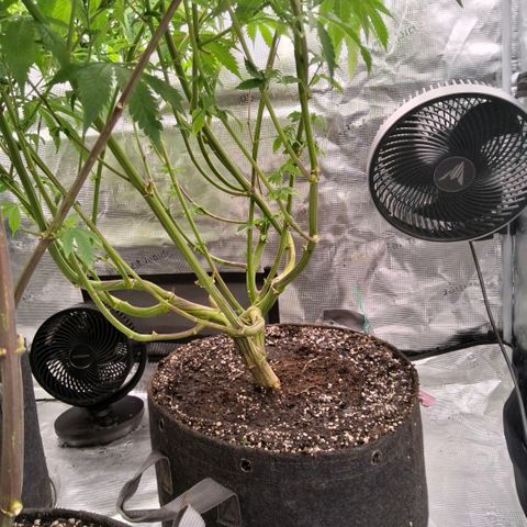 Black phoenix 22A growlog timeline photo