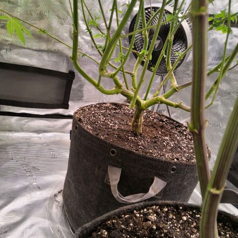 Black phoenix 22A growlog timeline photo