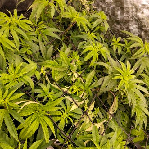 Gg4 21A growlog timeline photo